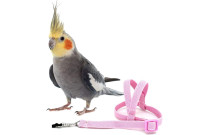 Collars, Leads & Harnesses