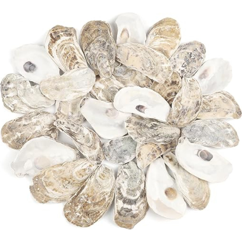 30 Stück Natürliche Meeresmuscheln 5 CM - 8 CM Kleine Meeresmuscheln Natürliche Muscheln für Bastelprojekte Strandthema Fest Aquariendecke Vasenfüller Vasenfüller Vasenfüller Decoration