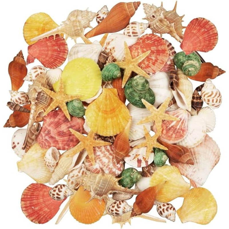 70 kriauklių pakuotė, kriauklės rankdarbiams, 9 rūšių vandenyno kriauklės ir 2 rūšių jūrų žvaigždės, mišrios kriauklės, natūralios kriauklės, paplūdimio kriauklės, dekoratyvinės kriauklės vazai, užpildui, akvariumui