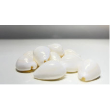 Lakšmi Safed/White Kawri | Kodi White | Cowrie Shell | Kodi kriauklės Laxmi Puja, Diwali Puja (didelės) (21 vnt.) - 1 vnt.