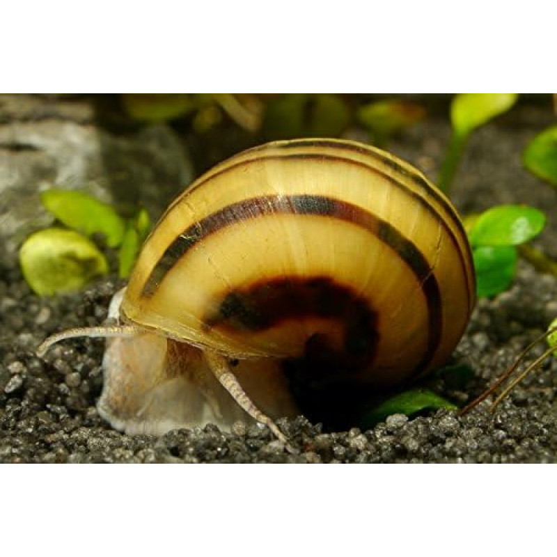 Zebra Apple Snail - Asolene Spixi - Pakuotė po 3 vnt. - karantininė - 100 % be planarijų
