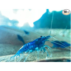 Krevetės Blue Dream (Neocaridina davidi) Mėlynosios krevetės (50)