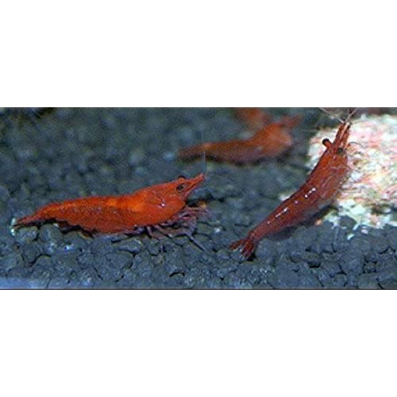 10 Red Cherry Neocaridina krevetės Red Fire - geriausia spalva ir geras dumblių valgytojas