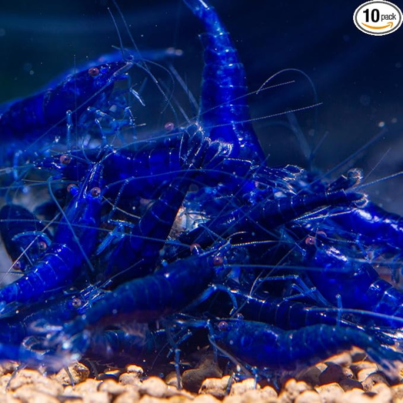 AquabreedingSkill 10 krevečių pakuotė - gyvosios akvariumo krevetės - nykštukinės krevetės Neocaridina taikūs gyventojai akvariumams Dydis 1-1,5 cm (Blue Sapphire)