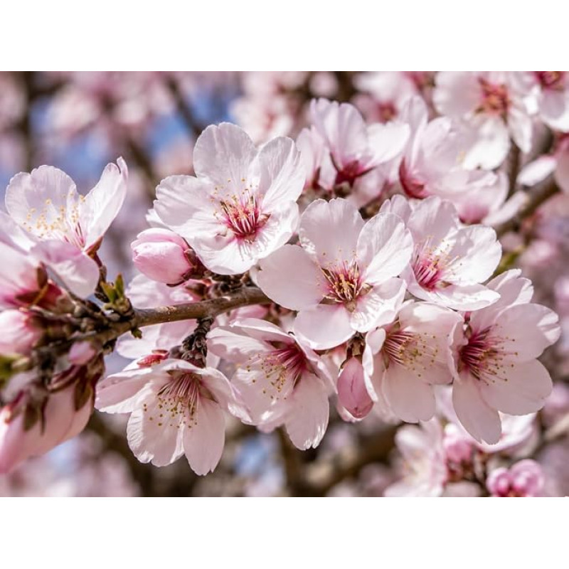 Tikrasis migdolas – migdolų medis, 6 sėklos * Prunus dulcis *