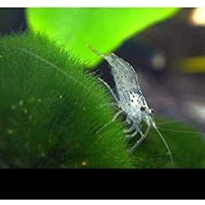 10 x Amano shrimp - Caridina multidentata or japonica probably the best algae killer for any aquarium + free food sample from the Bavarian aquarium manufacturer
