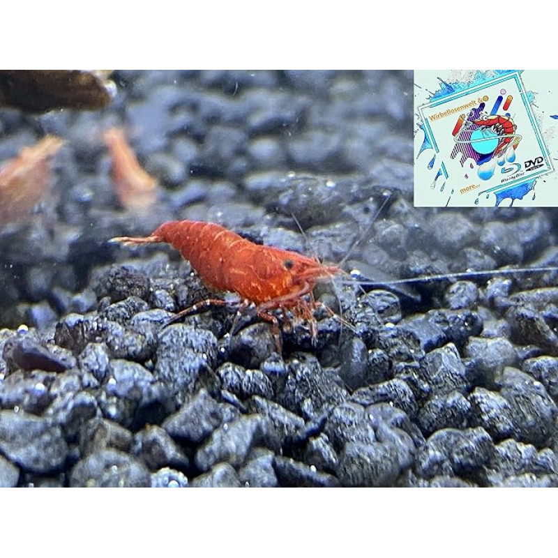 Raudonoji ugninė krevetė, Neocaridina Davidi 10x