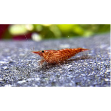 10 Red Sakura Fire Shrimp, Dwarf Shrimp