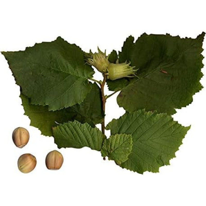 Corylus avellana Lazdyno riešutmedis 15 sėklų, ištvermingas / tvirtas