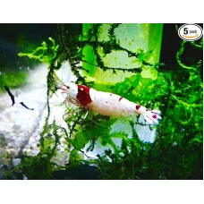 Prawn Happiness - PRL Red Bee Shrimp - Pure Red Line - Caridina (5)