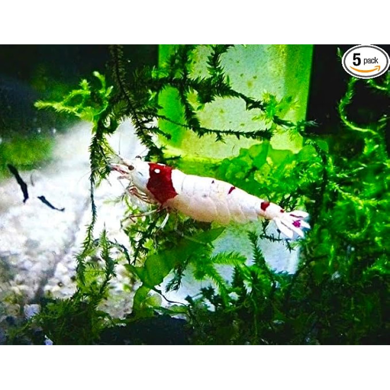 Laimė dėl krevečių - PRL Raudonosios bičių krevetės - Pure Red Line - Caridina (5)