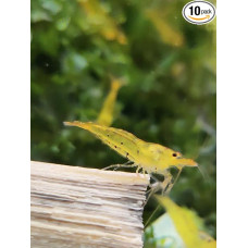 Krevetės Lucky Auksinė tigrinė krevetė Caridina Pakuotė po 10 vnt.