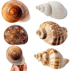 5 kriauklių pakuotė Jūros dekoratyvinės kriauklės, skirtos amatams, skirtos vazos užpildams Žuvų rezervuaro žvakių apyrankė Papuošalai Paplūdimio temos vakarėlių vestuvių apdaila DIY amatai Paplūdimio tapyba