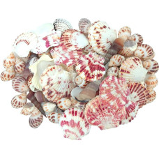 Shells Mixed Beach Shelters Various Maximum Sizes up to 5.1 cm Shells Approx. 80 Pieces