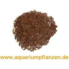 500 ml Džiovintos gėlavandenės krevetės FD