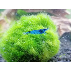 Blue Dream Velvet krevetė Neocaridina Davidi 3X