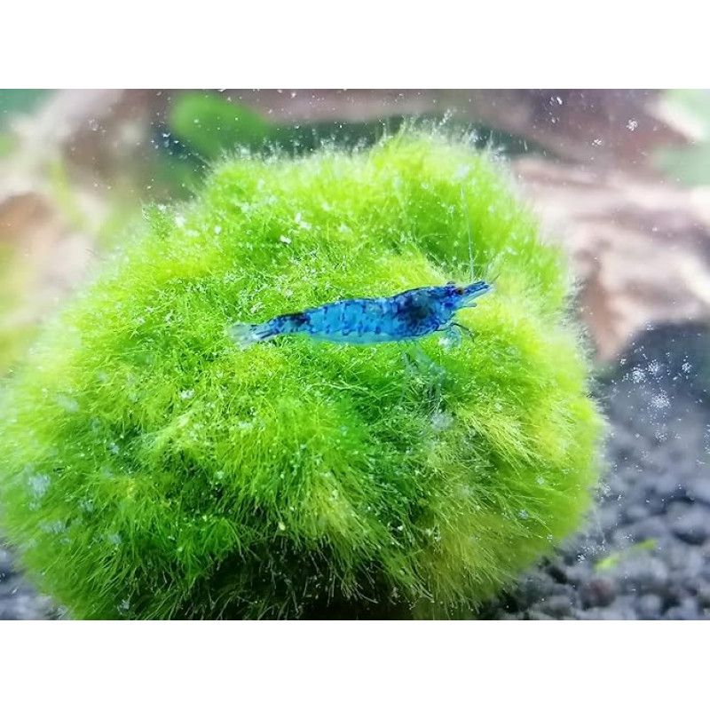 Blue Dream Velvet krevetė Neocaridina Davidi 3X