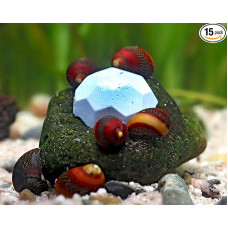 NatureHolic Crustarock Blue Spirulina mineralinis maistas su mėlynąja spirulina palaiko krevečių, sraigių, krabų ir vėžių lojimą ir būsto statybą akvariume, pakuotė po 15 vnt.