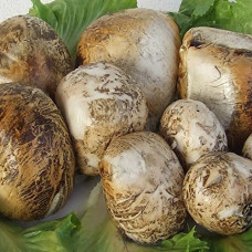 Rūkytos 