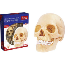 EXPLORA SCIENCES Explura Human Anatomy 546086 — realistic model with 17 parts — 23 cm — skull + removable elements + base — discovery set — from 8 years old