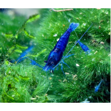 10 mėlynosios krevetės 