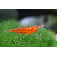 Garnelen Mandarininė krevetė - Caridina thambipillai