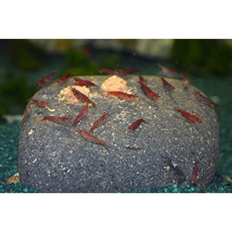 Raudonosios vyšninės arba raudonosios ugninės krevetės, pakuotė po 10 vienetų + NEMOKAMAI 20 g 