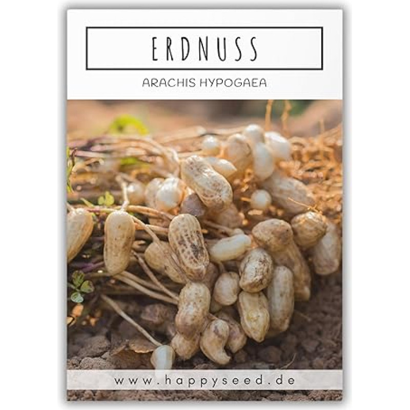 Žemės riešutų sėklos (Arachis hypogeae) - daug maistinių medžiagų turinčios žemės riešutų sėklos, idealiai tinkančios auginti sode, balkone ar terasoje