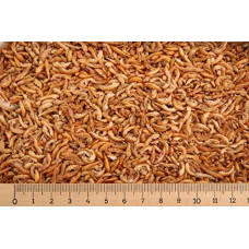 10 litrų Premium Crab Koi Gammarus Apie 1,0 kg