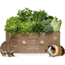 Mixed Fresh Food Box 3 kg for Rabbits & Guinea Pigs, Salad, Herbs & Vegetables for Small Animals, Pet Fresh Food