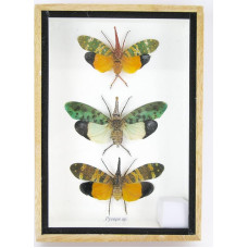 asiahouse24 Tikri prižiūrėti ir milžiniški vabzdžiai, vikšrai ir vikšrai medinėje vitrinoje už stiklo (3 Pyrops sp.)