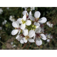 Wasabi Arugula Diplotaxis Erucoide 250 seeds