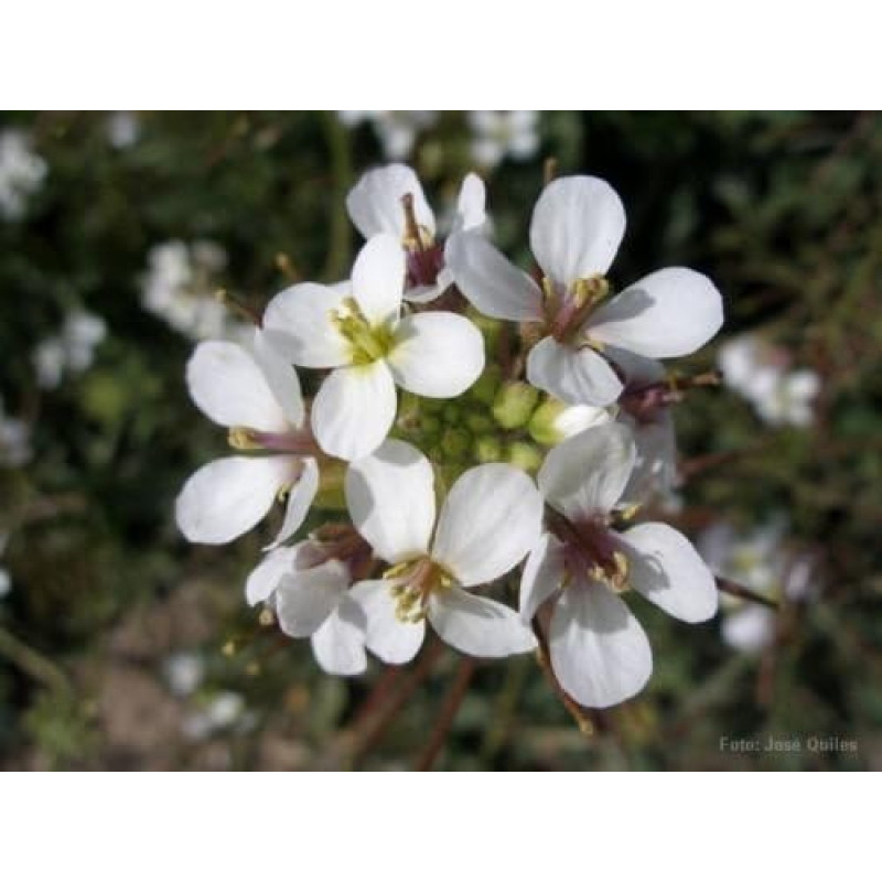 Wasabi Arugula Diplotaxis Erucoide 250 seeds