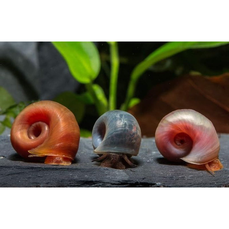 Garnelen Tom Posthorn Snails Rainbow Mix (PHS) - Premium Breeding Quality (DNZ), Pack of 3