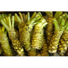 Nuovo semi di ortaggi Wasabi da 100 pezzi