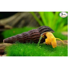 3 x oranžinė uolinė sraigė Tylomelania Sp. akvariumui - dumbliais mintančios sraigės, natūrali sraigių kontrolė, gyvos sraigės akvariumams