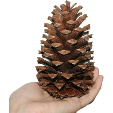 10 x Christmas Decorations 12-15cm Large Natural Pine Cones Christmas Wreaths Garlands Wedding New Year Holiday Party Decoration Ornament Home Decoration Ideal for Art and