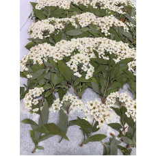 12 vnt. baltų narcizų su stiebu Tikros natūralios džiovintos spaustos gėlės, skirtos dervos meno amatams 