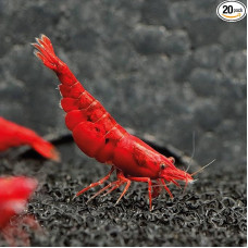 AquabreedingSkill 20 stück Bloody Marry Garnelen - Akvariumo garnelės - akvariumo garnelės, skirtos akvariumams, 1-1,5 cm dydžio