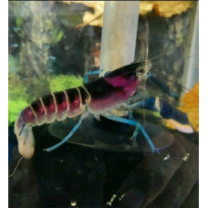 Shrimp Happiness – Cherax Pulcher – 1 Piece (7-10 cm)