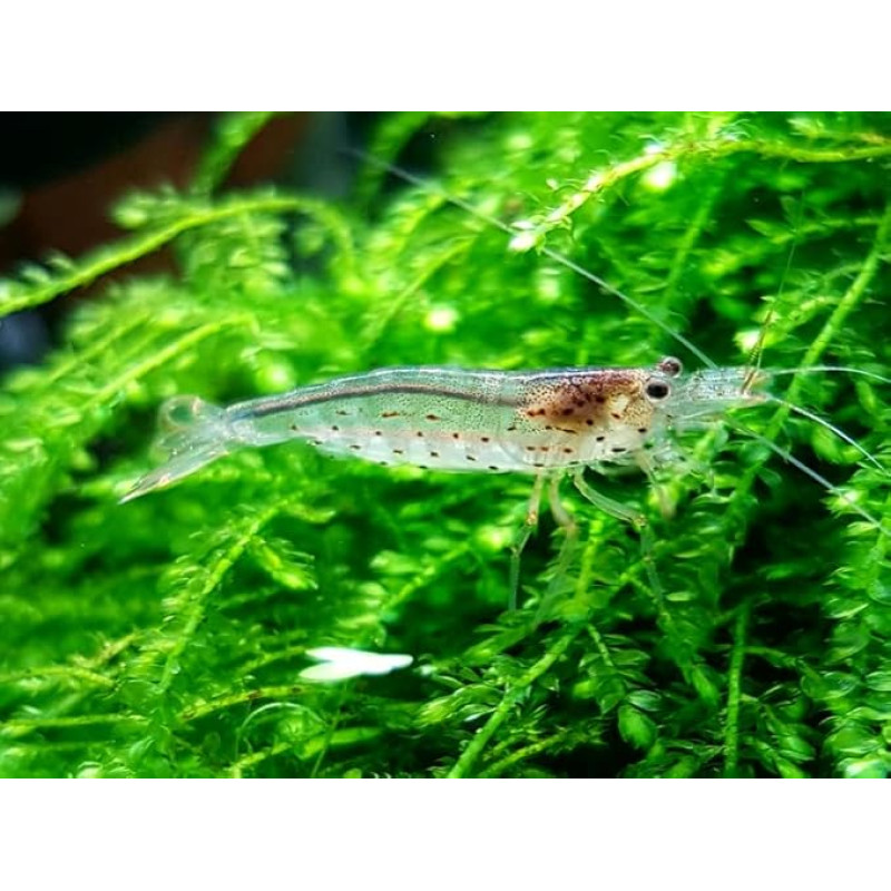 Caridinia multidentata Japonica - Amano Shrimp - Algae Eater - DNZ - Algae Eater for Your Aquarium (Pack of 30, M)