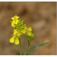 Pusgaminiai SD0112 cinese rafano wasabi vegetale, wasabi semi di verdure, semi di rafano vegetali (10 pusgaminių)