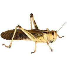 Žygiai su skėriais Žolėdės Pašariniai vabzdžiai Vabzdžių maistas (didelis, 9 pakuotės)