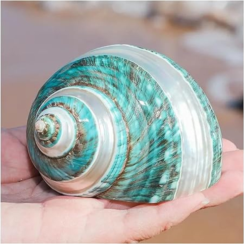Didelės natūralios kriauklės Kriauklės Krabų eremitų kriauklės Didelės vidutinės Turbo kriauklės Natūralios jūros kriauklės (9 ~ 10 cm)