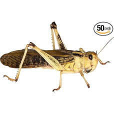 Žygiai su skėriais Žolėdės Pašariniai vabzdžiai Vabzdžių maistas (didelis, 50 vnt.)