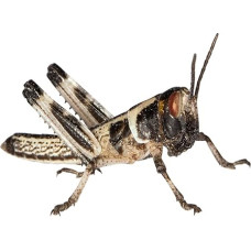 Feeders & More - Locusts - Desert Locusts SMALL - 15 pieces - Live Food Insects Desert Locusts - Food for Reptiles, Bearded Dragons and Amphibians - Food Insects & Pet Food