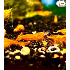 Generisch Shrimp Happiness - įvairių spalvų ir raštų krevetės - 5 vnt. (Orange Sakura - Neocaridina - oranžinė)