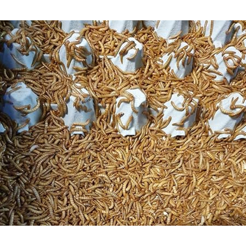 Sliekai 500 g tinklelyje gyvas maistas SAHAWA paukščių maistas roplių maistas