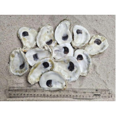 3-4 colių austrių kriauklės - 12 vnt. pakuotėje