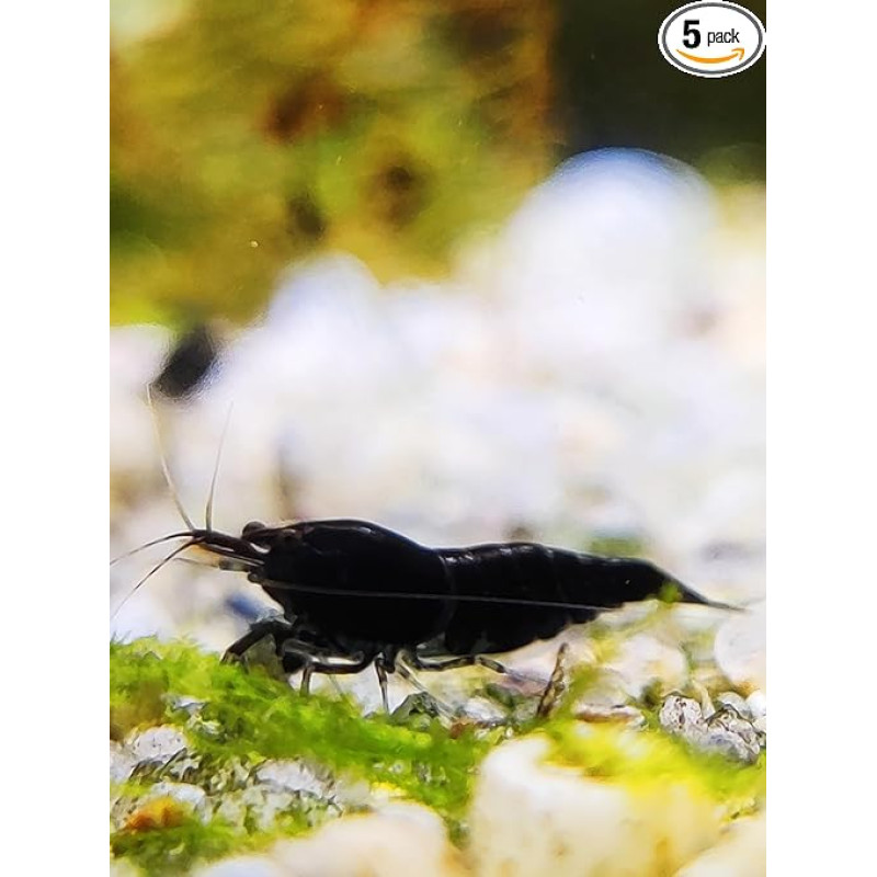 Įvairių spalvų ir raštų krevetės - 5 vnt. (Black Sakura - Neocaridina - Juoda)